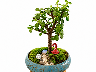 Dwarf Jade Bonsai Tree