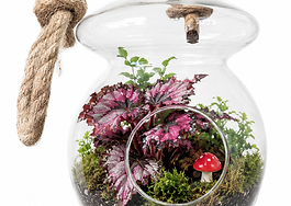 Mushroom terrarium