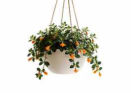potted goldfish plant