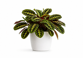 Potted Prayer Plant
