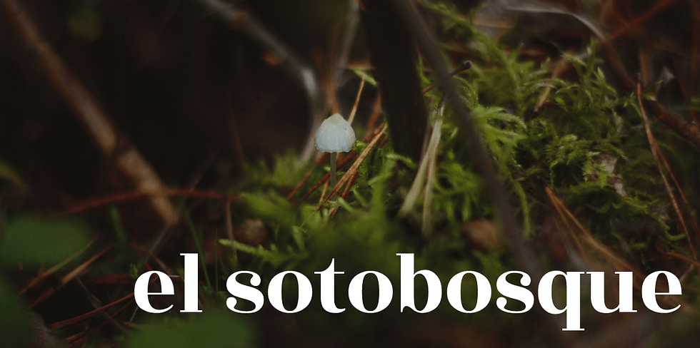 CABECERA SOTOBOSQUE.png