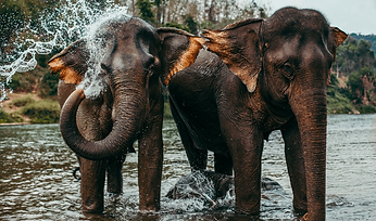 Design ohne Titel (13) (1).png