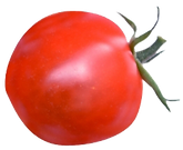 トマト1.png