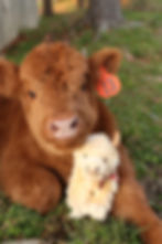 Thumbnail: White Medium Highland cow plush