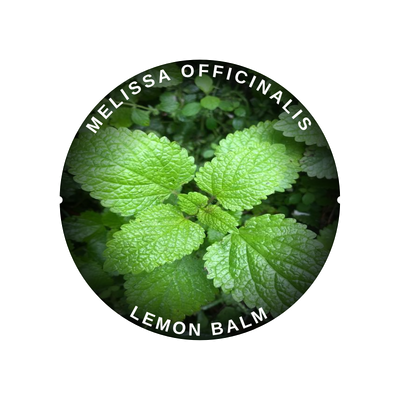 Lemon Balm.png