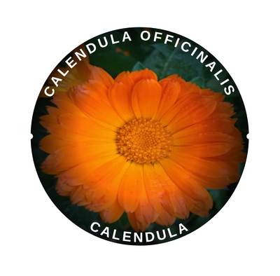 Calendula.png