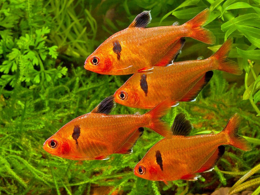 Red Minor Tetra