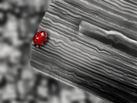 ladybug