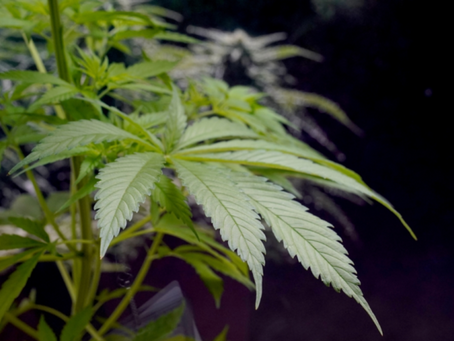 Maine lawmakers support sealing past marijuana convictions – but not automatically