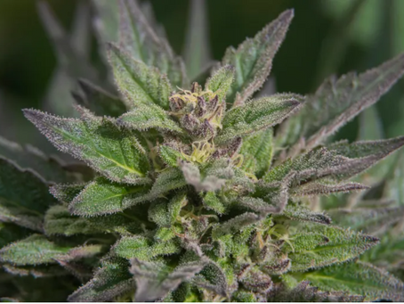Zenbarn Farms buys Curaleaf cannabis dispensaries in Vermont
