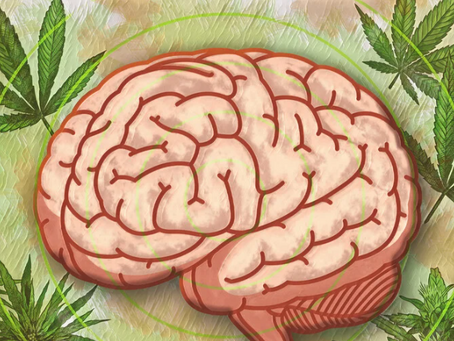 The High Rate of Dependence Among Medical Cannabis Users