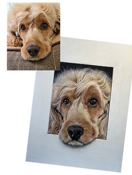 Cockerpoo portrait in pastel