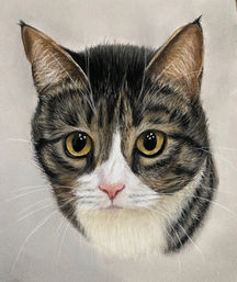 grey tabby cat pastel per portrait