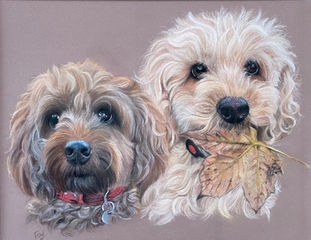 Cockerpoos, dog pet portrait