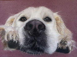 Golden retriever pet portrait