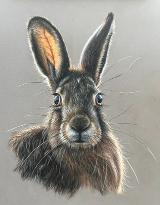 Stunning portrait of a hare
