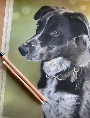 Border Collie portrait drawn in pastels