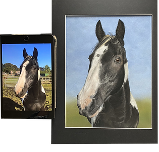 Black and white cob portrait drawn in pastels
