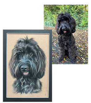 Black cockerpoo portrait drawn in pastels