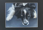 Border Collie portrait
