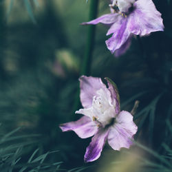 Print Fleurs Anais FAURE photographie