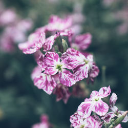 Print Fleurs Anais FAURE photographie