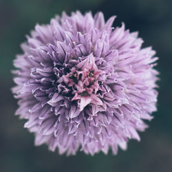 Print Fleurs Anais FAURE photographie