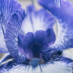 Print Fleurs Anais FAURE photographie