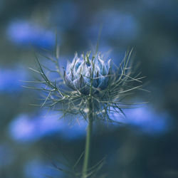 Print Fleurs Anais FAURE photographie