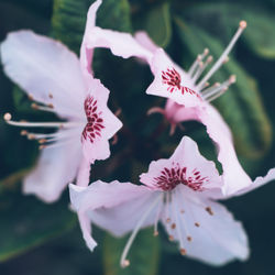 Print Fleurs Anais FAURE photographie