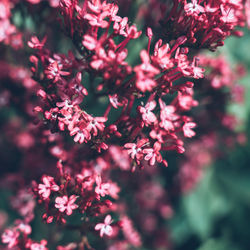 Print Fleurs Anais FAURE photographie