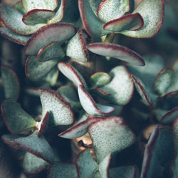 Print Fleurs Anais FAURE photographie