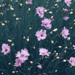 Print Fleurs Anais FAURE photographie