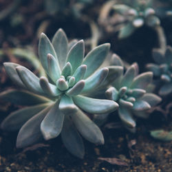 Print Fleurs Anais FAURE photographie