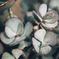 Print Fleurs Anais FAURE photographieA4512