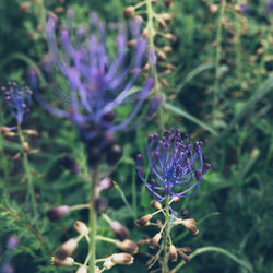 Print Fleurs Anais FAURE photographie