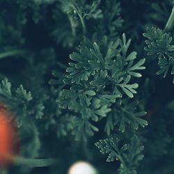 Print Fleurs Anais FAURE photographie