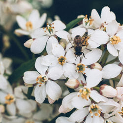 Print Fleurs Anais FAURE photographie