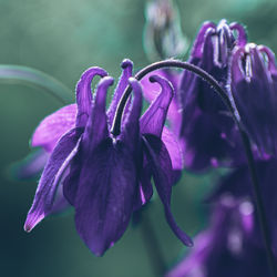 Print Fleurs Anais FAURE photographie