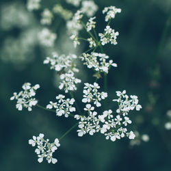 Print Fleurs Anais FAURE photographie