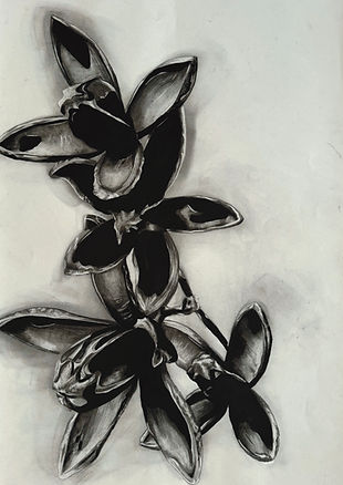 Cedro (Cedrela odorata).jpg