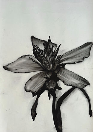 Hiperição, malfurada-do-monte (Hypericum giandulosum).jpg