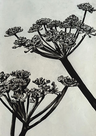 Imperatória, peucedano (imperatoria lowei).jpg