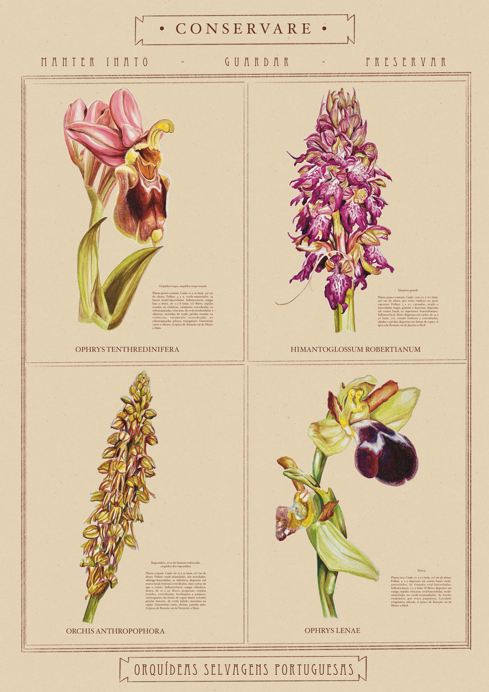 Wild Portuguese Orchids — watercolour · botanical illustration · 2023 · Souluarte