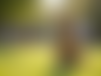 A Dog sitting in Park