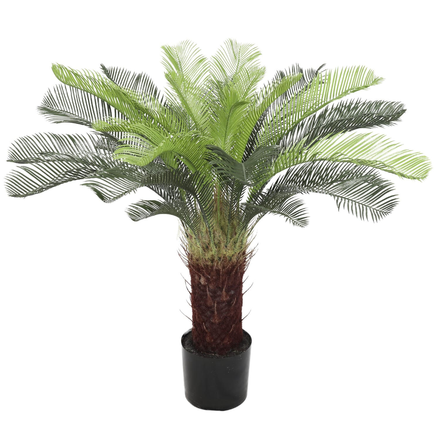 Mediglia Palm Tree