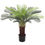 Thumbnail: Mediglia Palm Tree