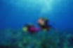 Scuba Divers