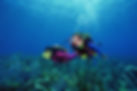 Scuba Diving Galapagos, visit galapagos islands