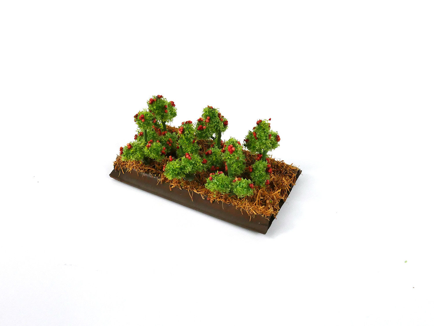 Tomato Plants (6)